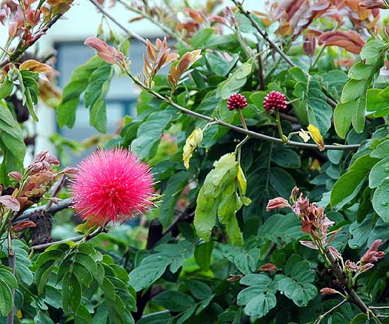 Bloom in gardens at Beverly Hills City Hall 