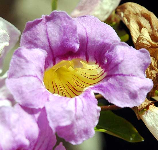 In Bloom in the gardens of Greystone Mansion