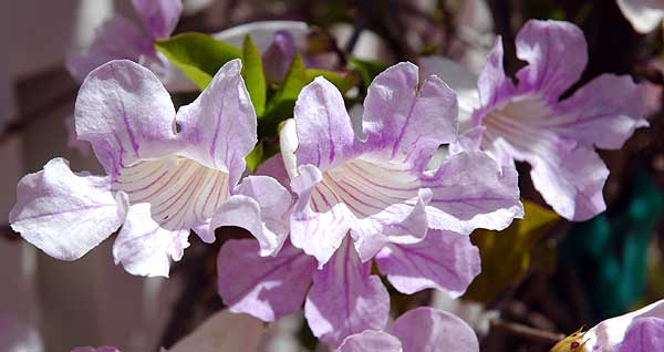 In Bloom in the gardens of Greystone Mansion