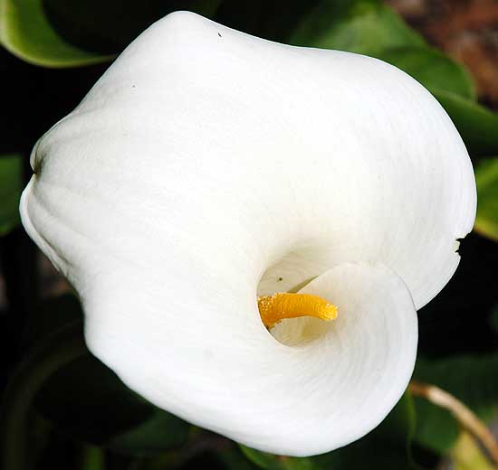 In Bloom in the gardens of Greystone Mansion