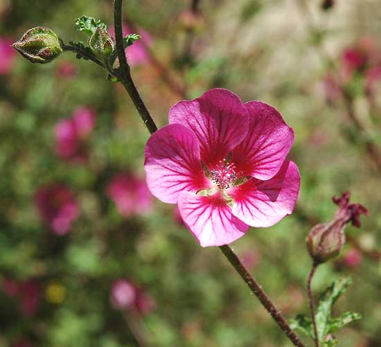 In Bloom in the gardens of Greystone Mansion