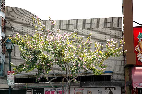 Los Angeles' Chinatown, Pretty Details