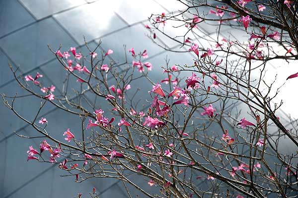 ... the Walt Disney Concert Hall Garden