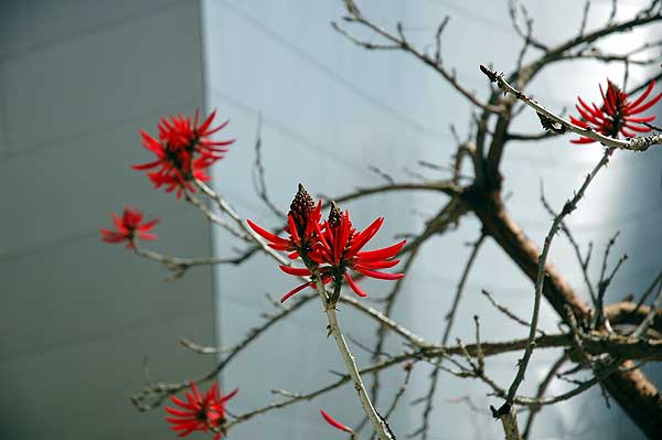 A coral tree - Erythrina x sykesii -