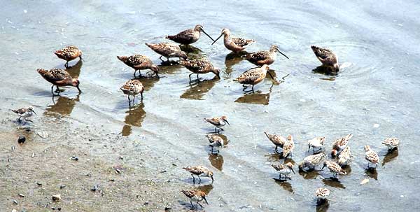 These are not Marbled Godwits...