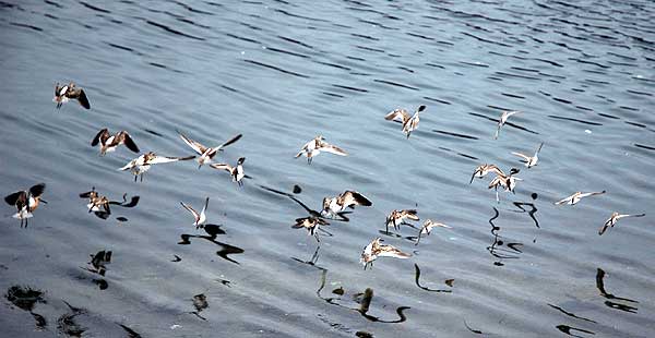 These are not Marbled Godwits in flight...