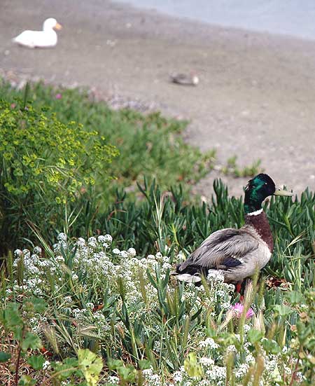 Duck at the beach...