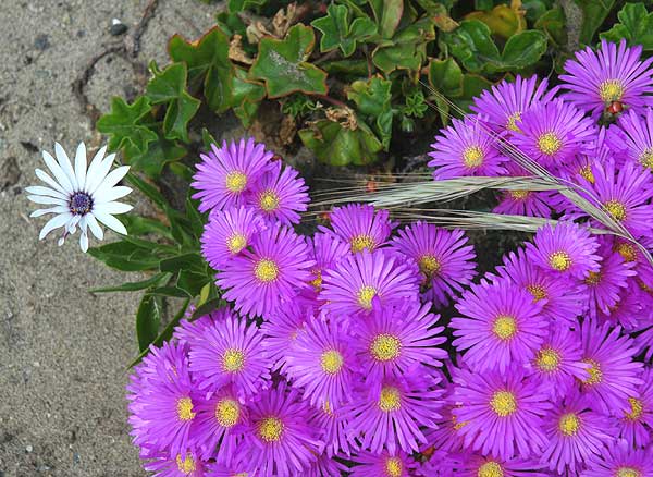 Ice Plant - carpobrotus edulis - in bloom 