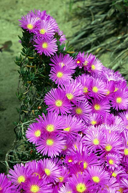 Ice Plant - carpobrotus edulis - in bloom 