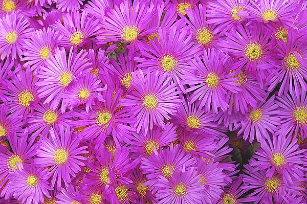 Ice Plant - carpobrotus edulis - in bloom 
