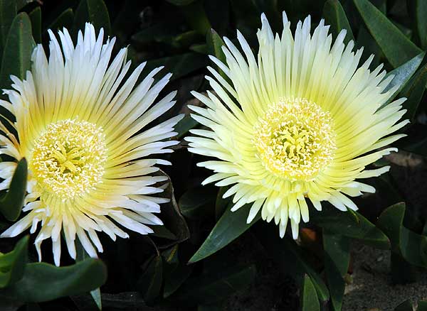 Ice Plant - carpobrotus edulis - in bloom 