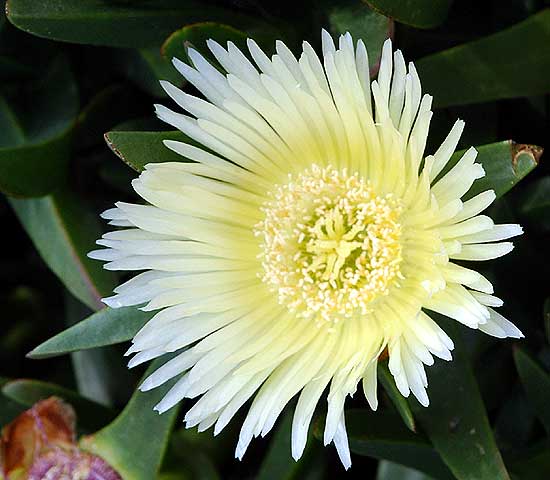 Ice Plant - carpobrotus edulis - in bloom 
