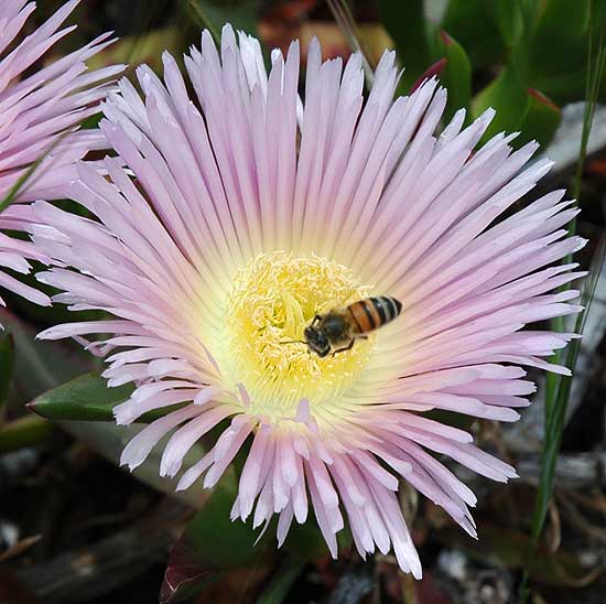 Bee inside carpobrotus edulis blossom...