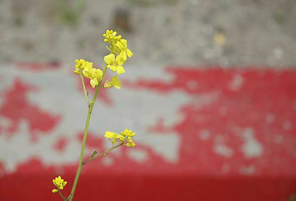 ... a fine weed at a red curb