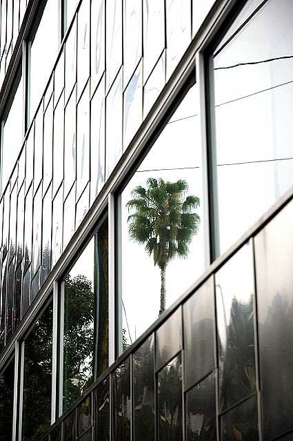 Palm reflected in window, Sunset Strip