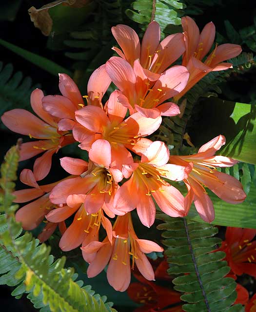 Shade blooms, Will Rogers Memorial Park on Sunset