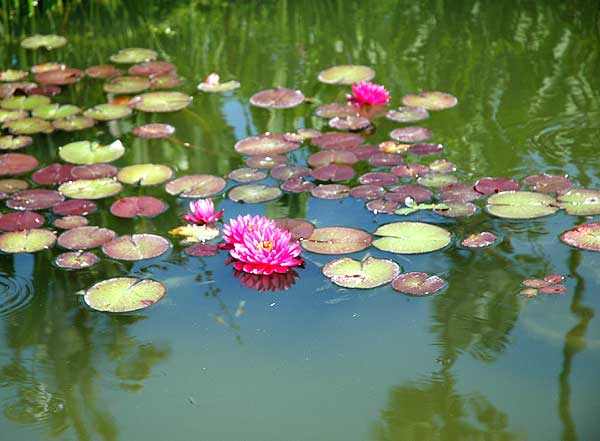 Lotus, Will Rogers Memorial Park on Sunset