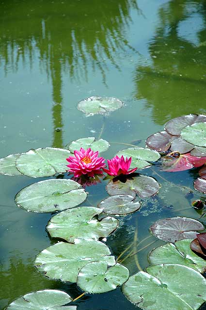 Lotus, Will Rogers Memorial Park on Sunset