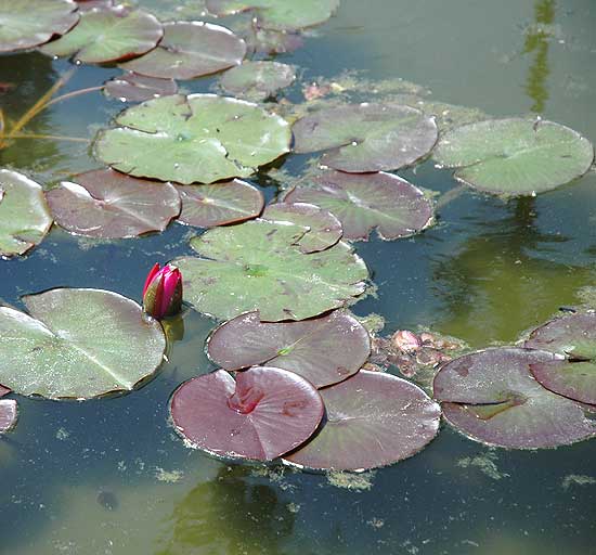 Lotus, Will Rogers Memorial Park on Sunset