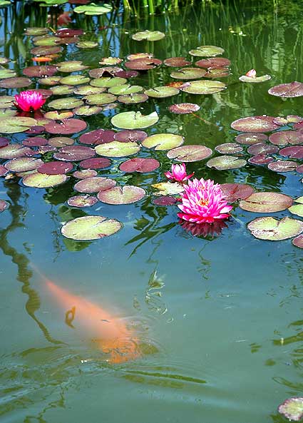 Lotus, Will Rogers Memorial Park on Sunset