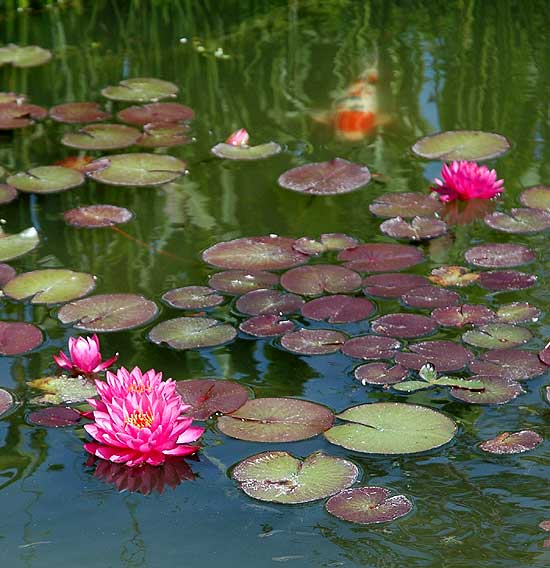Lotus, Will Rogers Memorial Park on Sunset