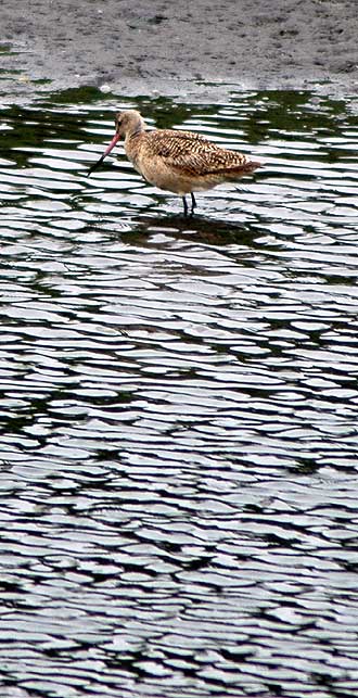 Shore bird, Venice California