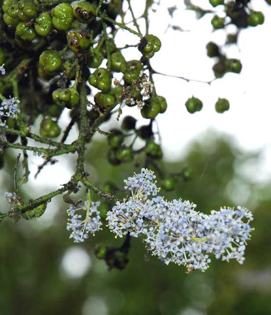 Tree in bloom, Solstice Canyon Park, Malibu