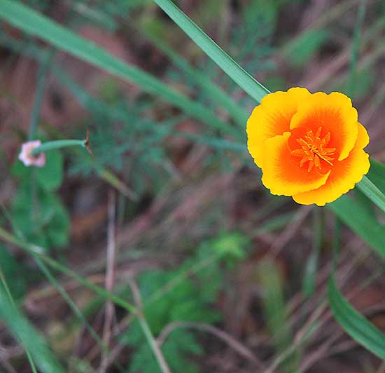 Wildflowers, Solstice Canyon Park, Malibu
