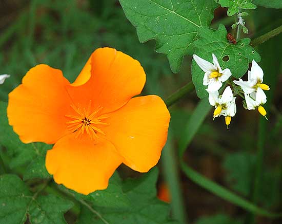 Wildflowers, Solstice Canyon Park, Malibu