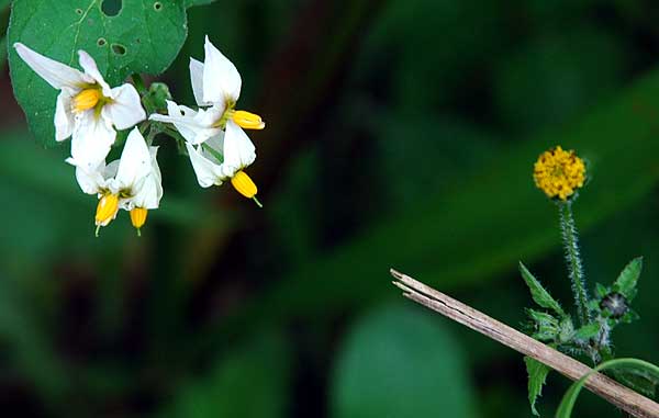 Wildflowers, Solstice Canyon Park, Malibu