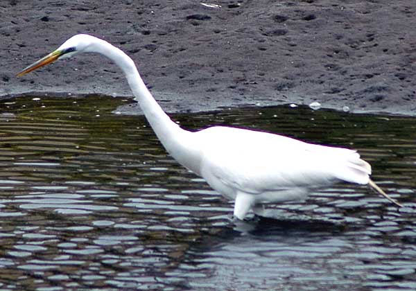 Egret, Venice California, Thursday, May 18, 2006