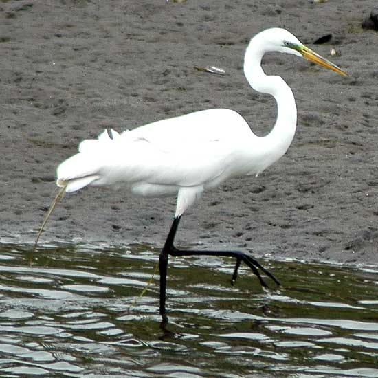 Egret, Venice California, Thursday, May 18, 2006