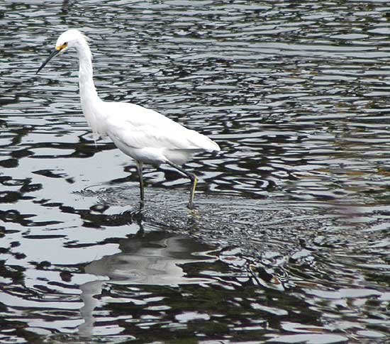 Egret, Venice California, Thursday, May 18, 2006