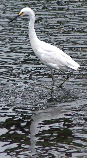 Egret, Venice California, Thursday, May 18, 2006