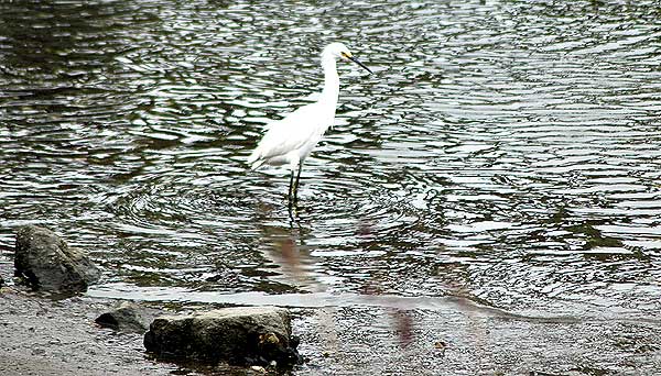 Egret, Venice California, Thursday, May 18, 2006