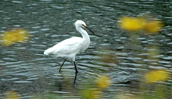 Egret, Venice California, Thursday, May 18, 2006