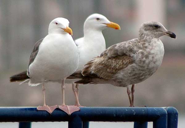 Gulls, Venice California