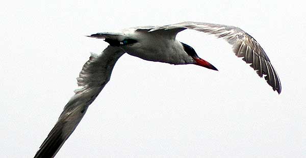 Bird in flight, Venice California