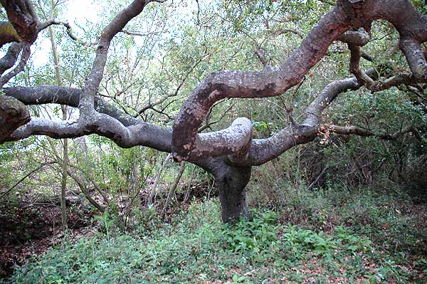 Coastal oak, Solstice Canyon Park, Malibu