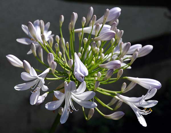 Agapanthus