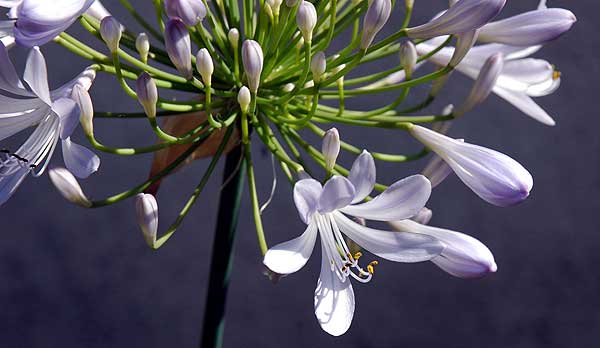 Agapanthus