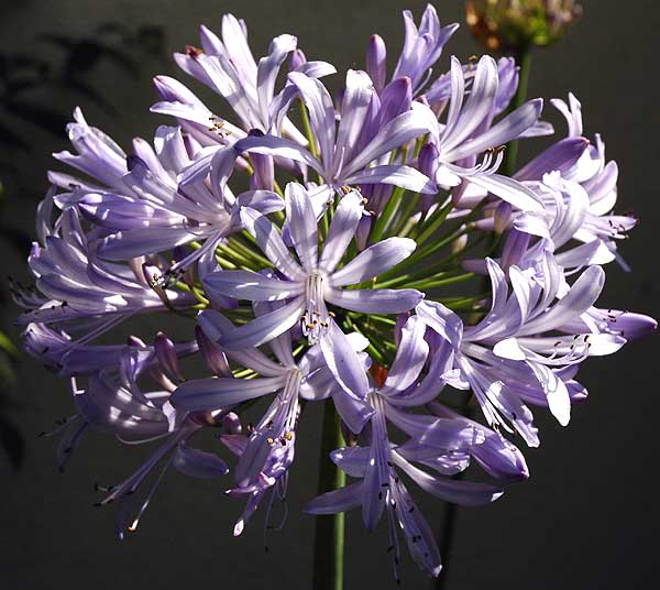 Agapanthus