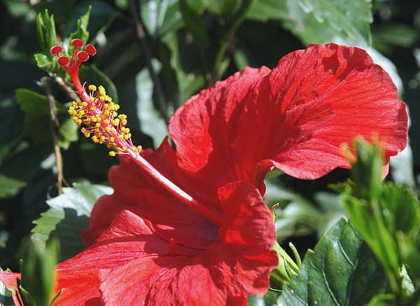 Hibiscus 