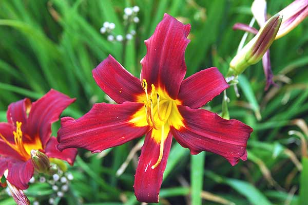 Hollywood and La Brea, daylily in bloom