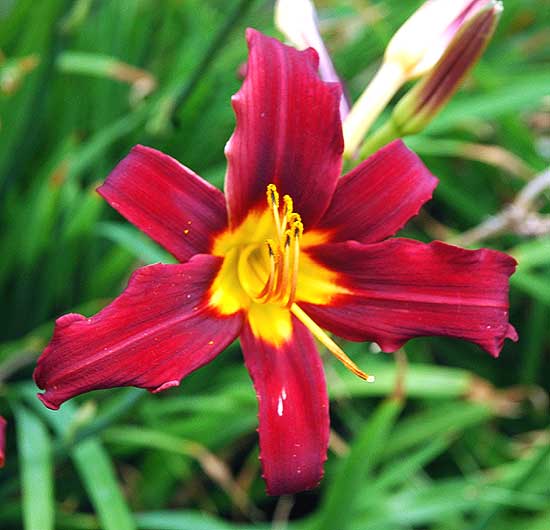 Hollywood and La Brea, daylily in bloom