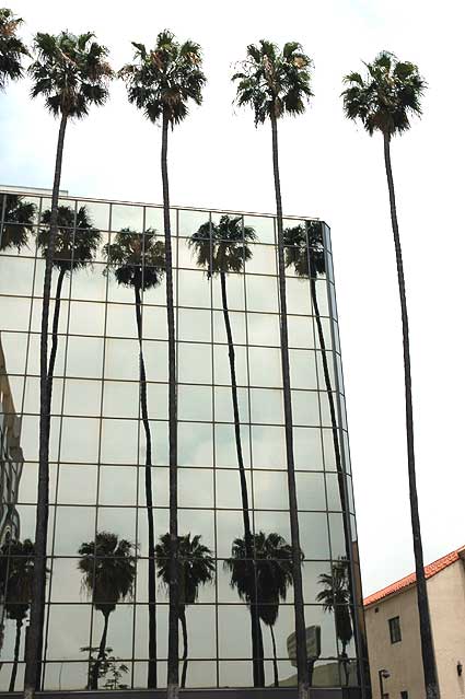 Palms, glass wall, Hollywood Boulevard 