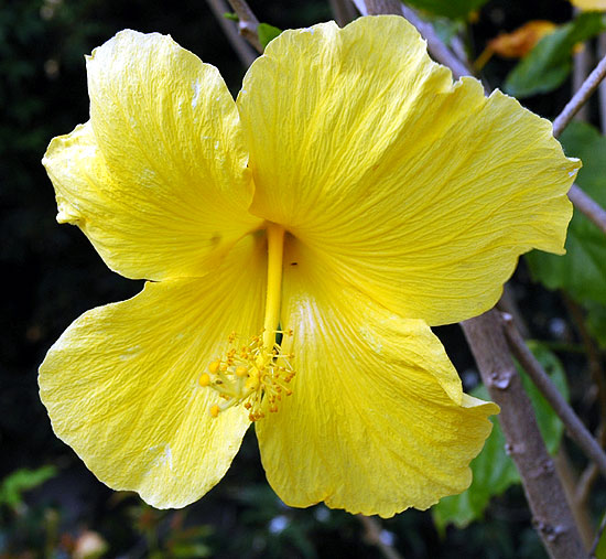 Hibiscus does come in yellow...