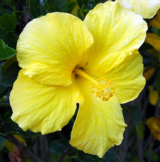 Hibiscus does come in yellow...