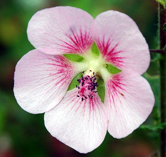 Color study, single bloom....