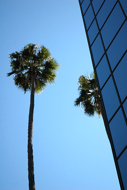 Palm trees on Hollywood Boulevard